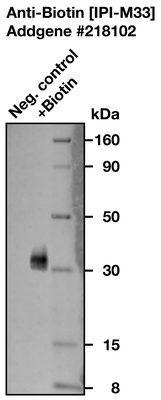 Western Blot image by Institute for Protein Innovation (IPI)