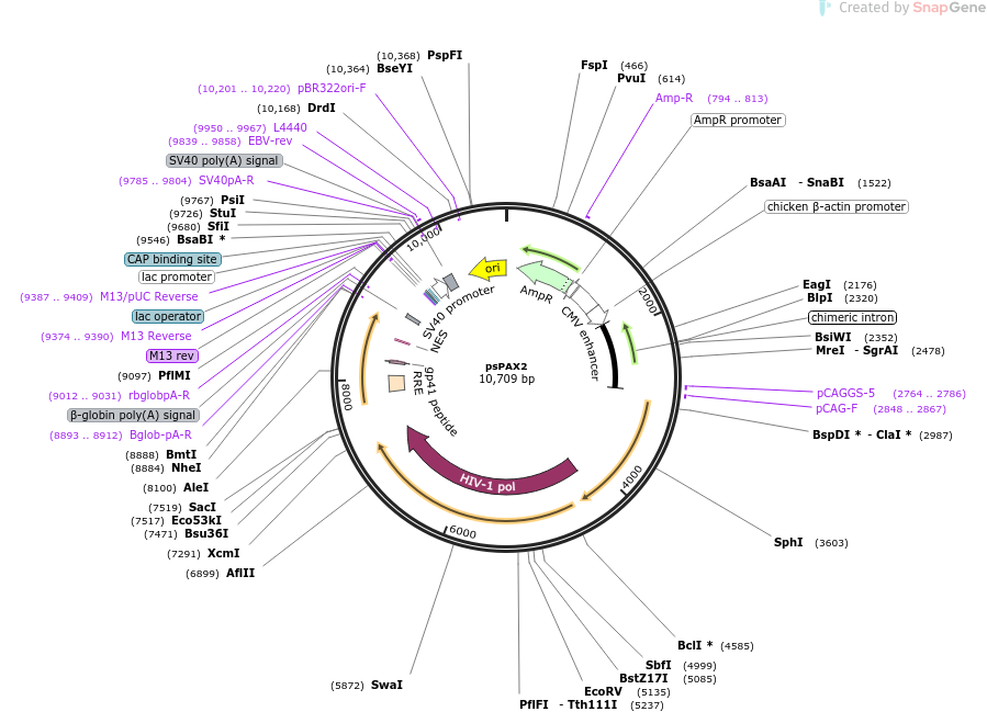 12260-plasmid-map-sequence-id-433301